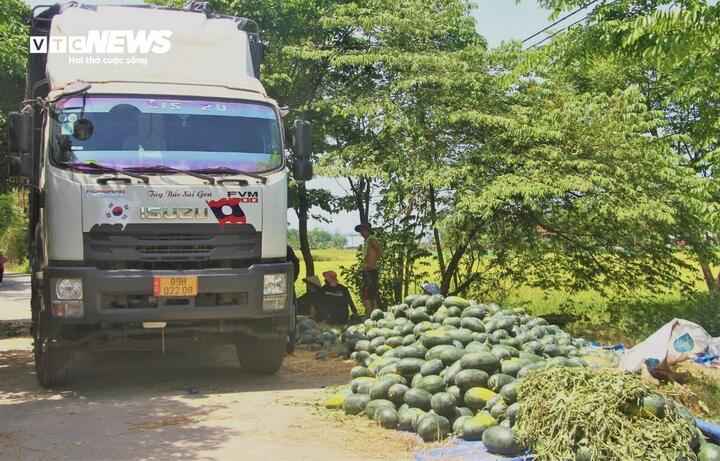 Dưa hấu mất mùa, rớt giá, nông dân Quảng Nam 'đứng ngồi không yên' - Ảnh 6