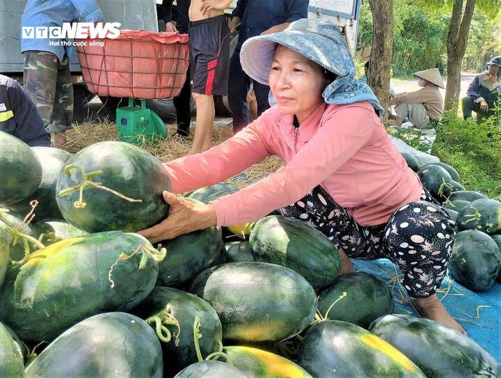 Dưa hấu mất mùa, rớt giá, nông dân Quảng Nam 'đứng ngồi không yên' - Ảnh 4