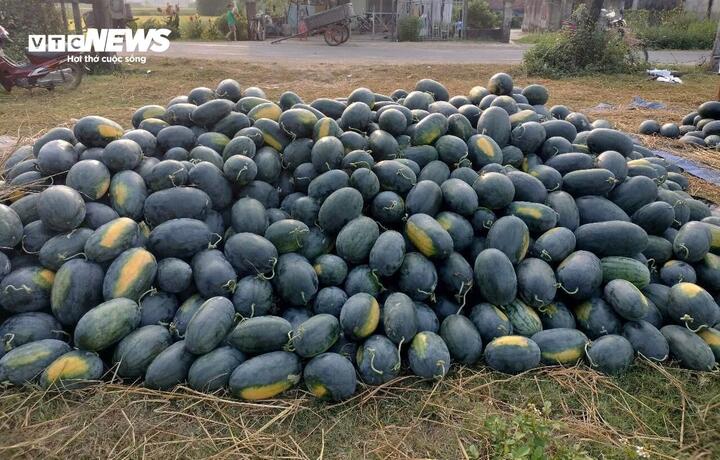 Dưa hấu mất mùa, rớt giá, nông dân Quảng Nam 'đứng ngồi không yên' - Ảnh 3