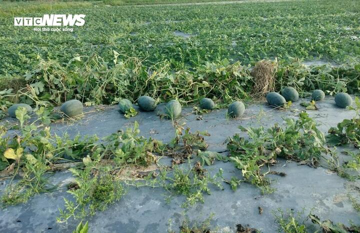 Dưa hấu mất mùa, rớt giá, nông dân Quảng Nam 'đứng ngồi không yên' - Ảnh 9
