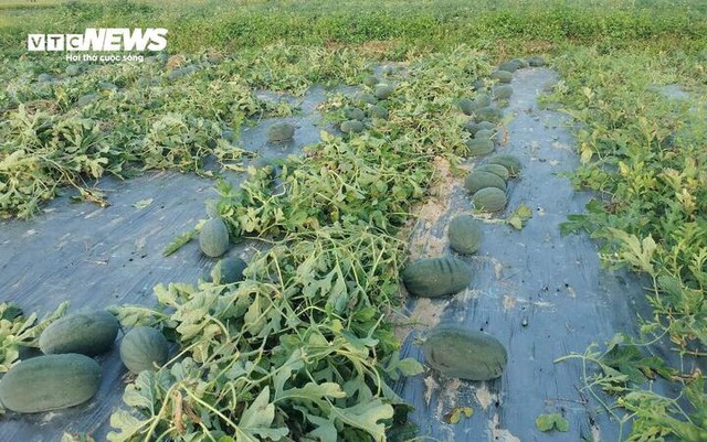 Dưa hấu mất mùa, rớt giá, nông dân Quảng Nam 'đứng ngồi không yên' - Ảnh 1