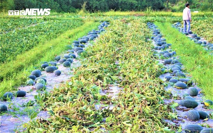 Dưa hấu mất mùa, rớt giá, nông dân Quảng Nam 'đứng ngồi không yên' - Ảnh 5