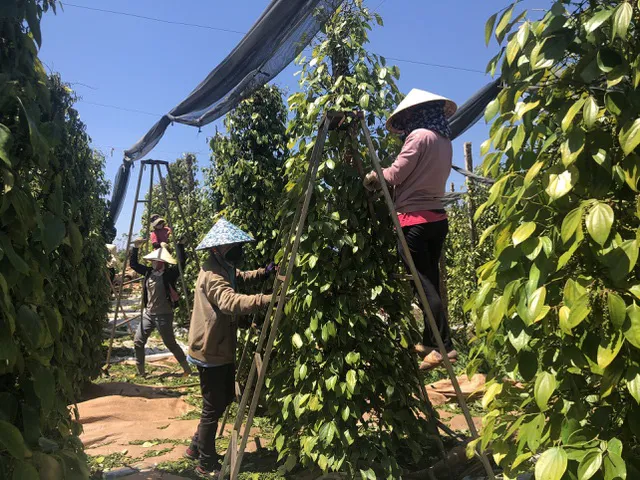 Giá hồ tiêu xuất khẩu của Việt Nam tiếp tục tăng - Ảnh 1