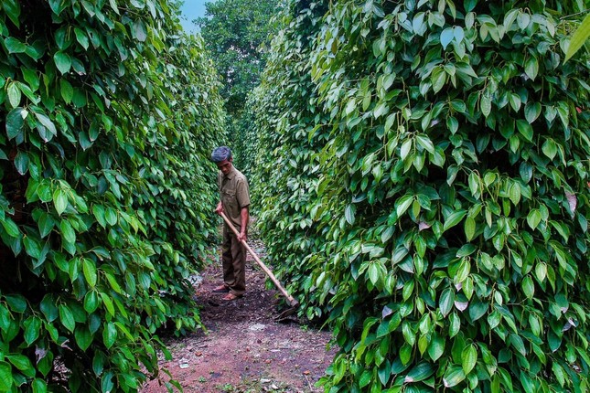 Giá cà phê, hồ tiêu tăng vọt sau chuỗi ngày 'rơi thẳng đứng' - Ảnh 2