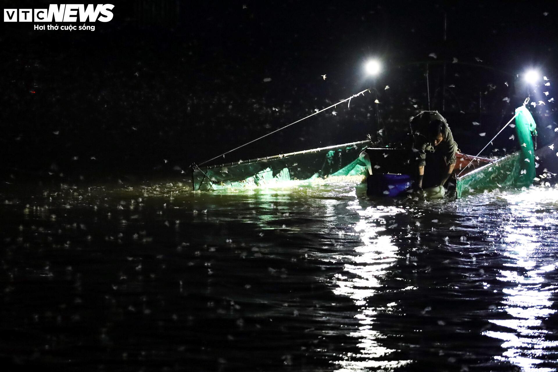 Giăng lưới săn loài 'lộc trời' sống chỉ vài giờ, giá đắt đỏ ở Hà Nội - Ảnh 6