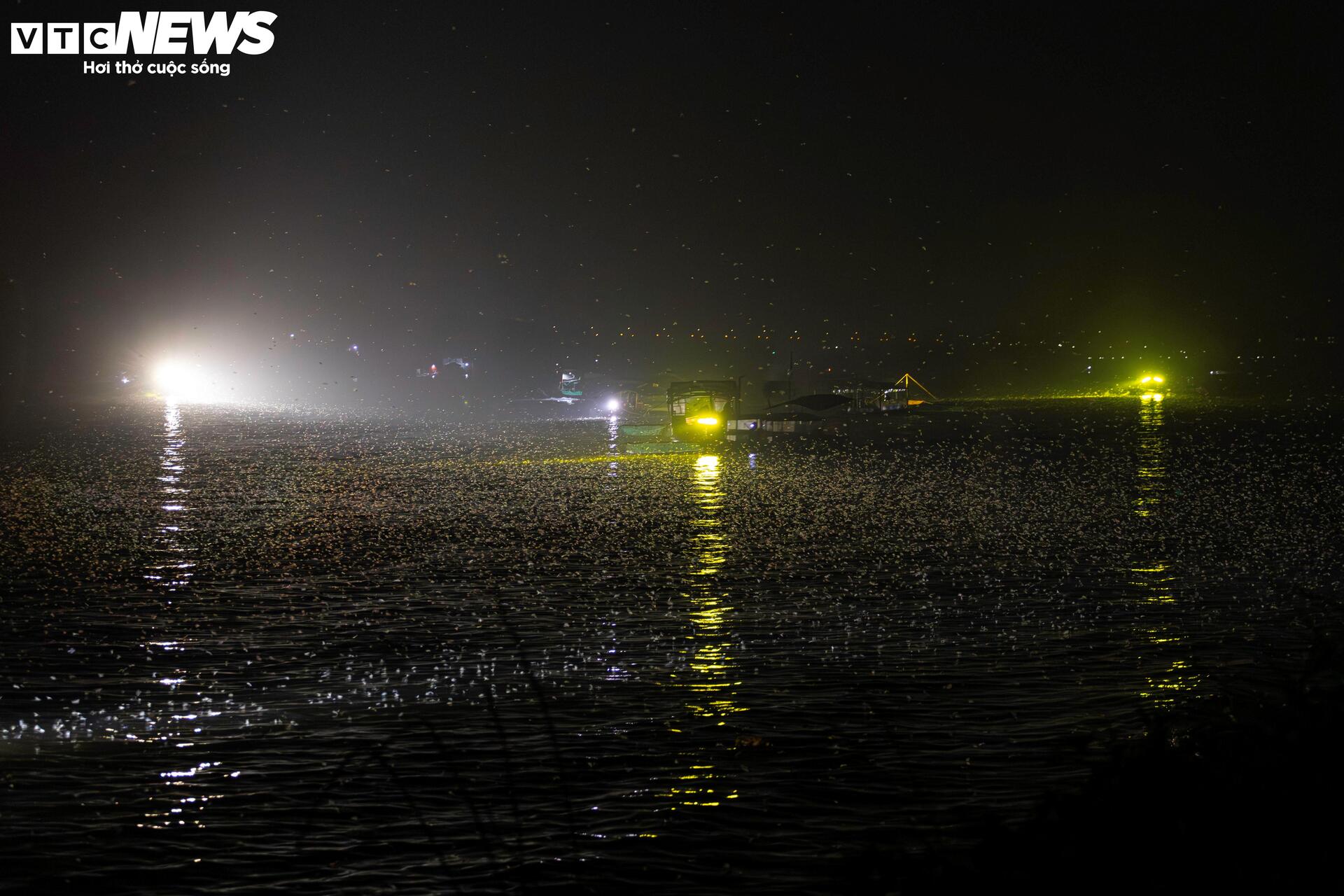 Giăng lưới săn loài 'lộc trời' sống chỉ vài giờ, giá đắt đỏ ở Hà Nội - Ảnh 3