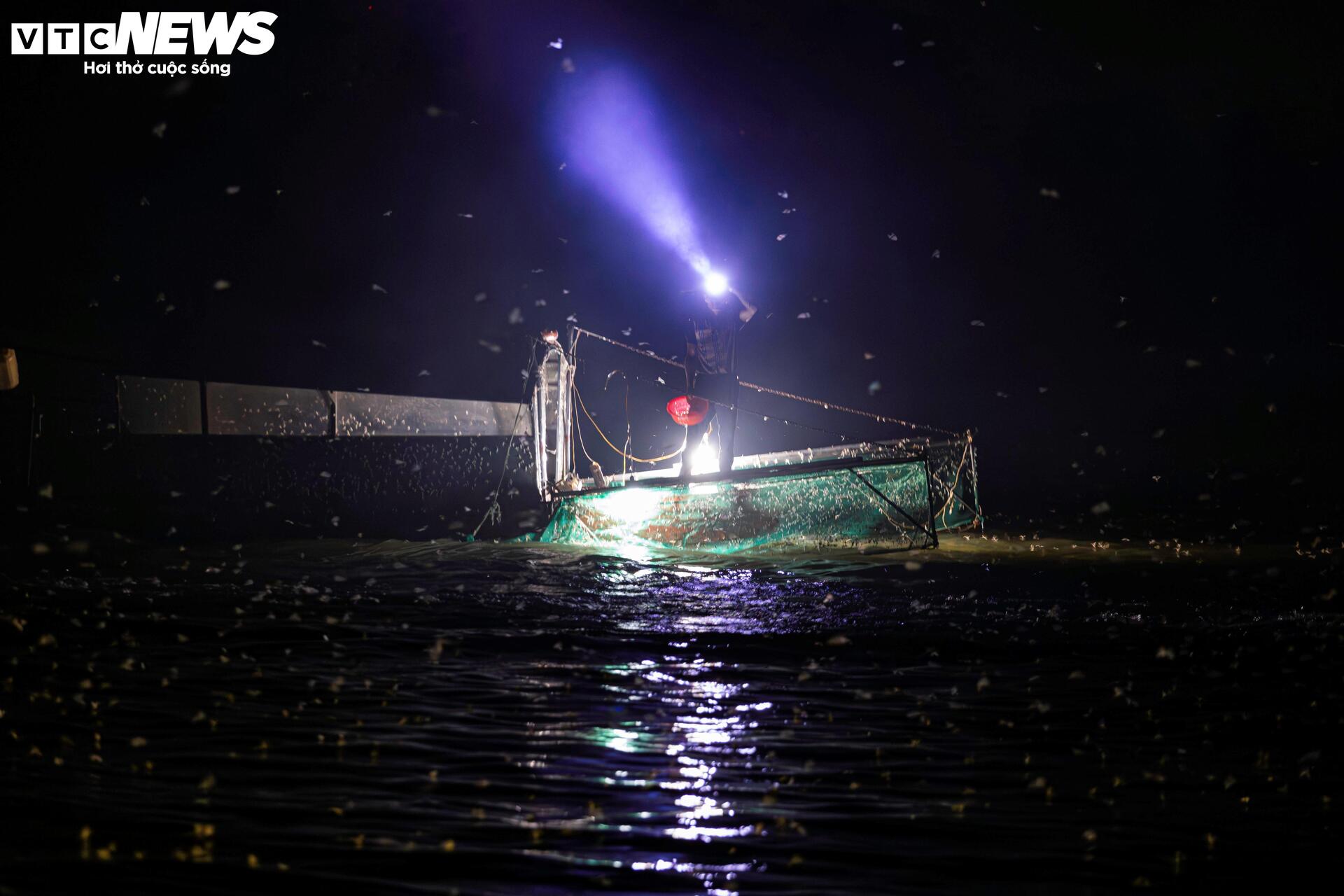 Giăng lưới săn loài 'lộc trời' sống chỉ vài giờ, giá đắt đỏ ở Hà Nội - Ảnh 4