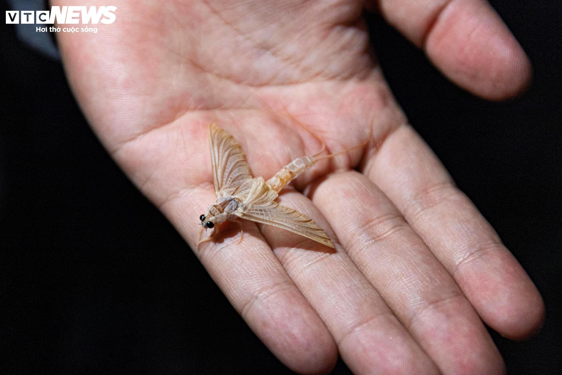 Giăng lưới săn loài 'lộc trời' sống chỉ vài giờ, giá đắt đỏ ở Hà Nội - Ảnh 5