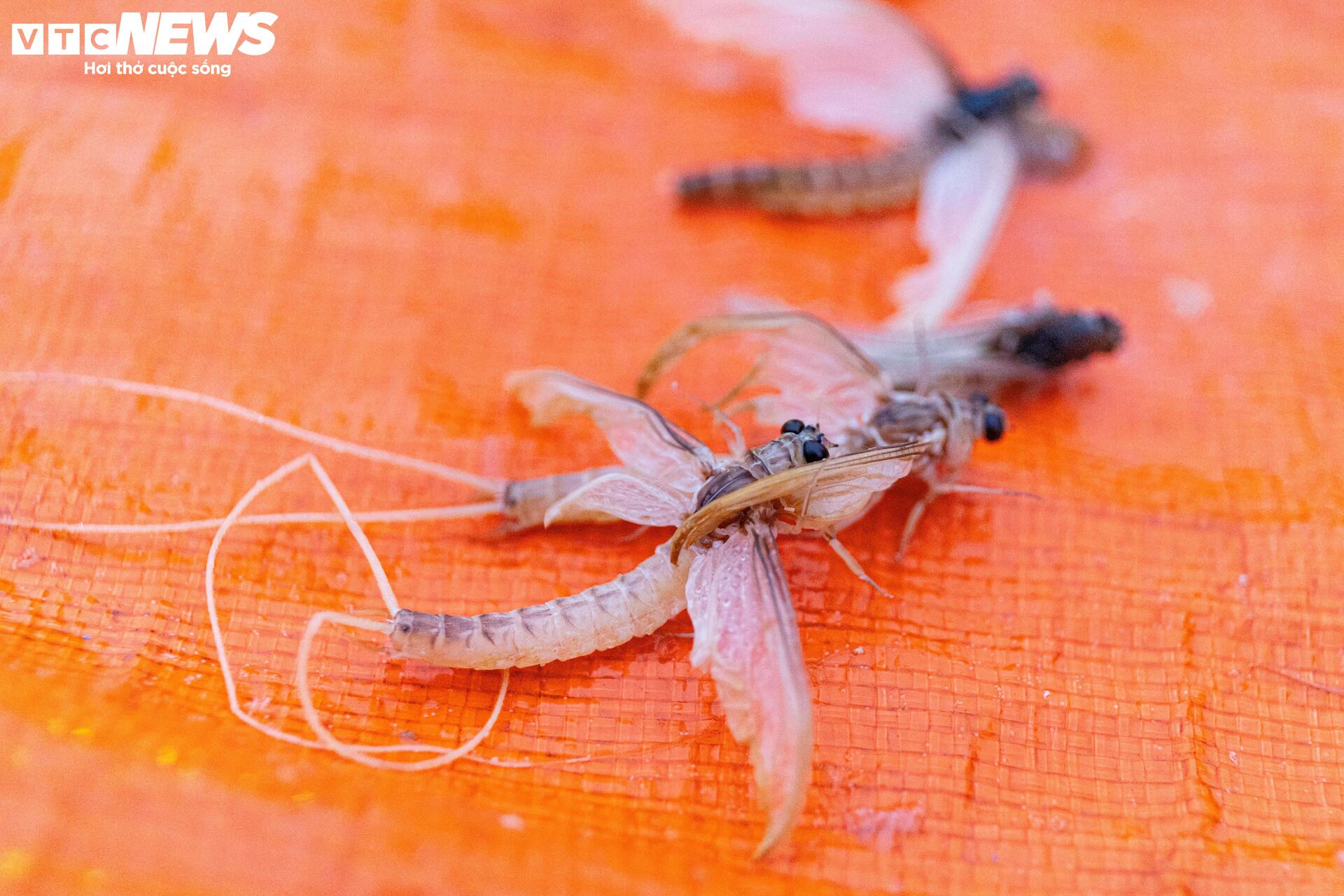 Giăng lưới săn loài 'lộc trời' sống chỉ vài giờ, giá đắt đỏ ở Hà Nội - Ảnh 14