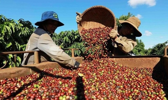 Giá cà phê, hồ tiêu 'rơi thẳng đứng' vì Mỹ áp thuế ồ ạt - Ảnh 1