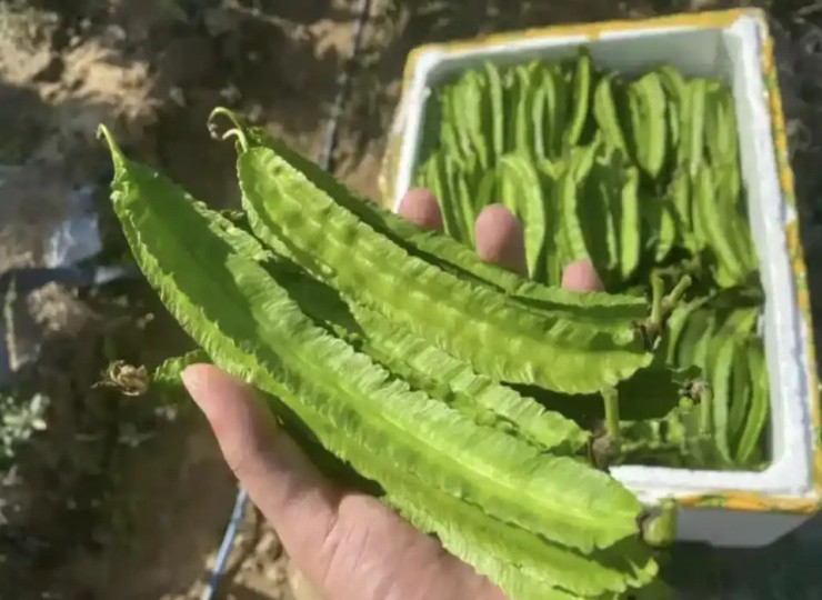 Thức ăn cho lợn bỗng hóa “vàng xanh”, giá gần 1 triệu/kg vẫn bán “cháy hàng” - Ảnh 2