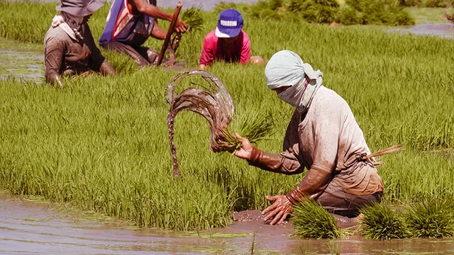 Quốc gia mua gạo nhiều nhất từ Việt Nam với 4 triệu tấn/năm đang 'bơm' tiền đầu tư cho nông dân tự trồng lúa - Ảnh 1