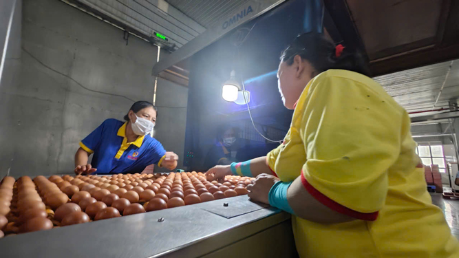 Tin vui cho trứng, thịt xuất ngoại - Ảnh 1