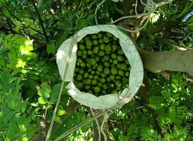 Quả mọc đầy đường ở Việt Nam, sang nước ngoài đắt phát sốc - Ảnh 1