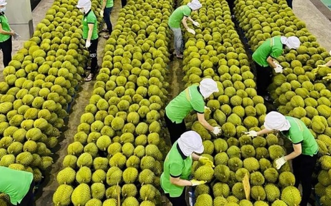 Thanh long bất ngờ soán ngôi 'vua' trái cây Việt Nam - Ảnh 1