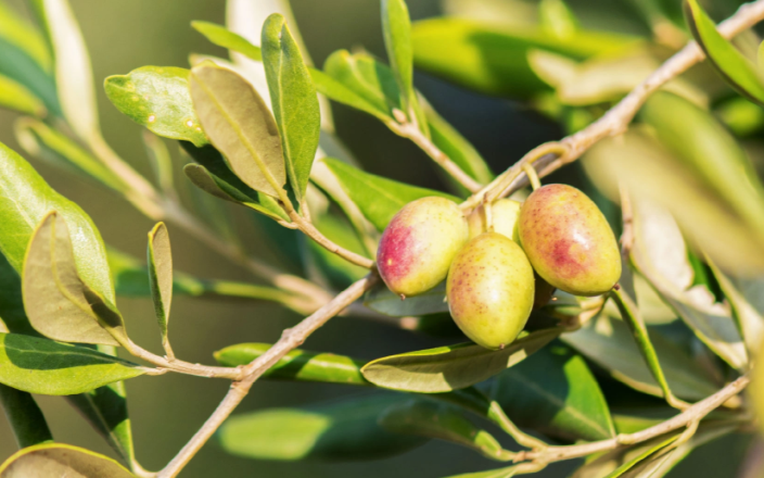 Thương hiệu quốc dân nước Pháp đổ bộ Việt Nam, một xu hướng vượt mốc 21 tỉ đô toàn cầu - Ảnh 1