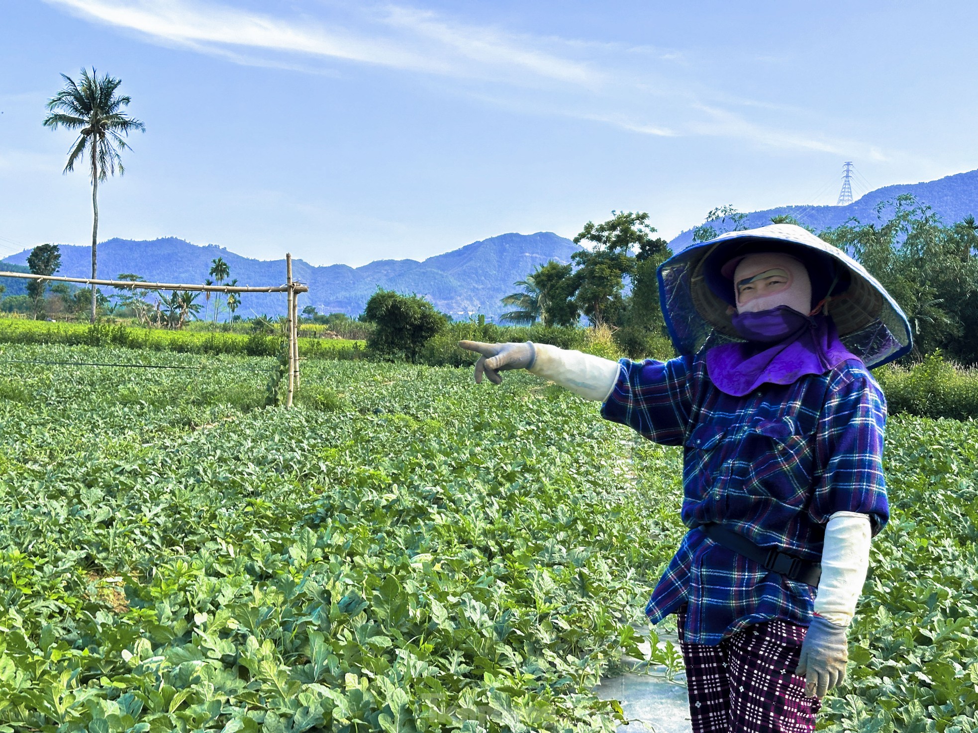 Dưa hấu được mùa rớt giá, nông dân Đà Nẵng đứng ngồi không yên - Ảnh 4
