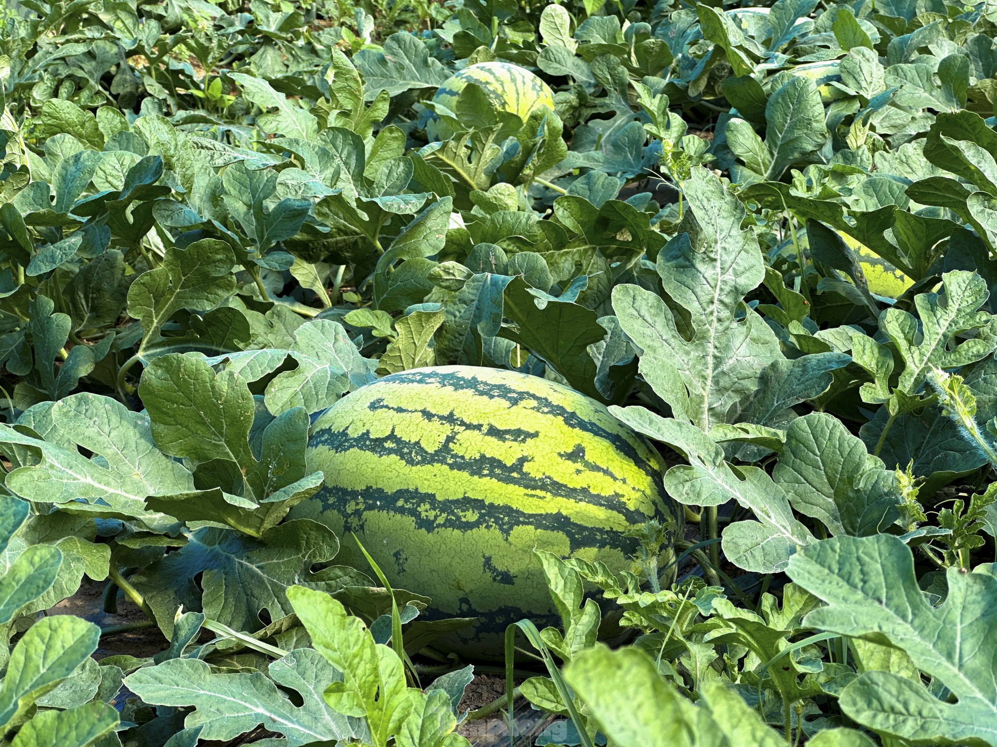 Dưa hấu được mùa rớt giá, nông dân Đà Nẵng đứng ngồi không yên - Ảnh 7