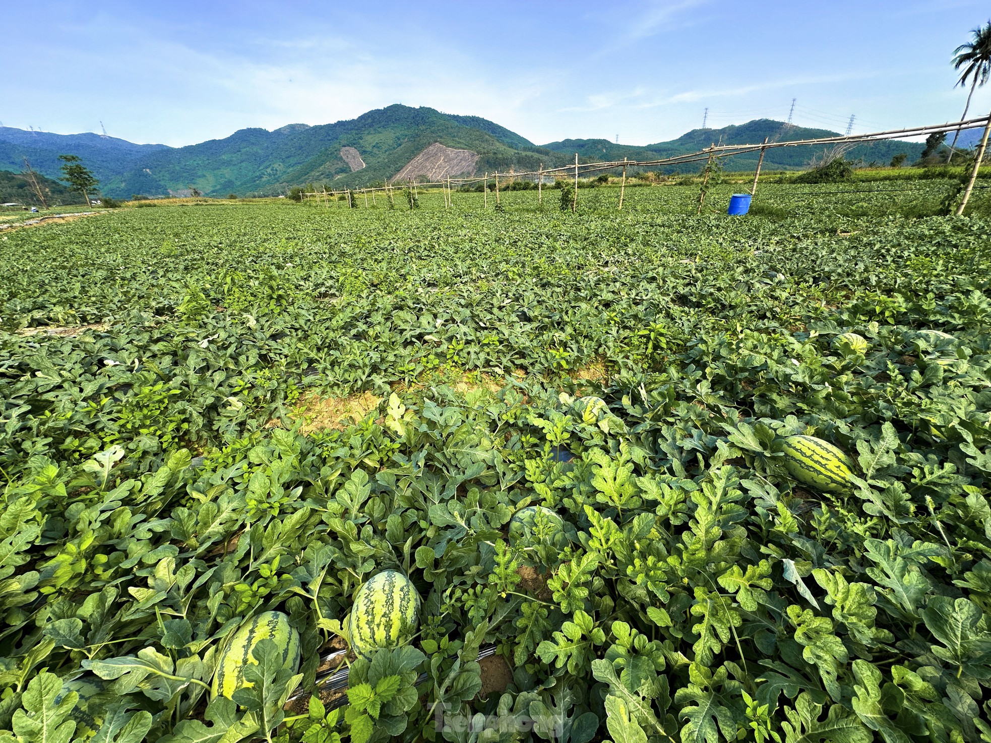 Dưa hấu được mùa rớt giá, nông dân Đà Nẵng đứng ngồi không yên - Ảnh 5