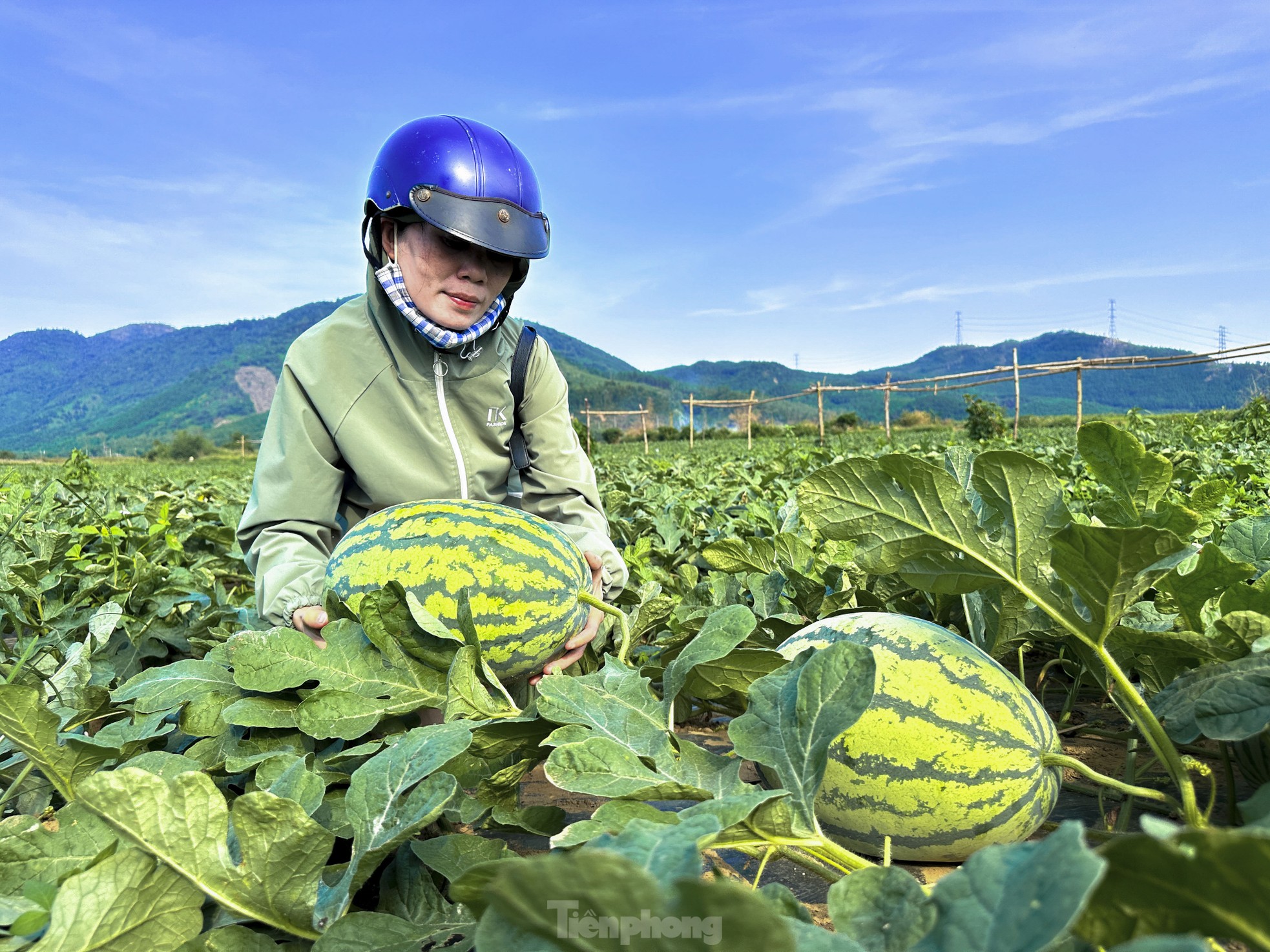 Dưa hấu được mùa rớt giá, nông dân Đà Nẵng đứng ngồi không yên - Ảnh 8