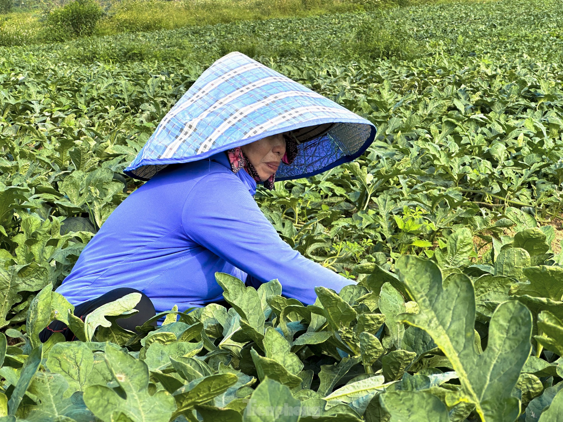 Dưa hấu được mùa rớt giá, nông dân Đà Nẵng đứng ngồi không yên - Ảnh 2