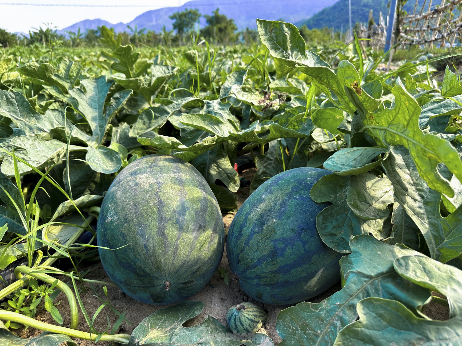 Dưa hấu được mùa rớt giá, nông dân Đà Nẵng đứng ngồi không yên - Ảnh 6