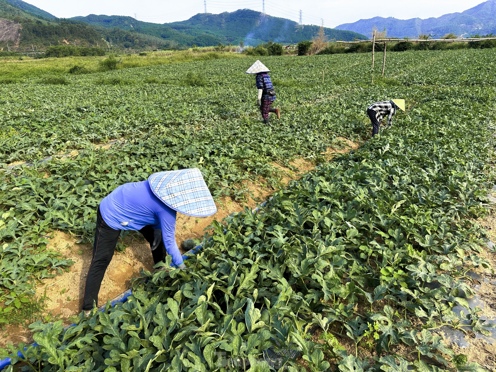 Dưa hấu được mùa rớt giá, nông dân Đà Nẵng đứng ngồi không yên - Ảnh 1