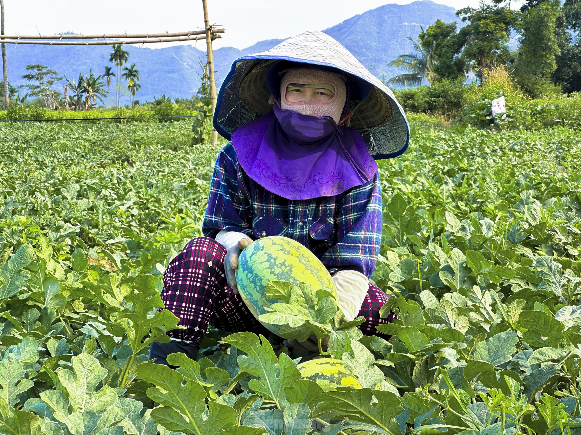 Dưa hấu được mùa rớt giá, nông dân Đà Nẵng đứng ngồi không yên - Ảnh 3