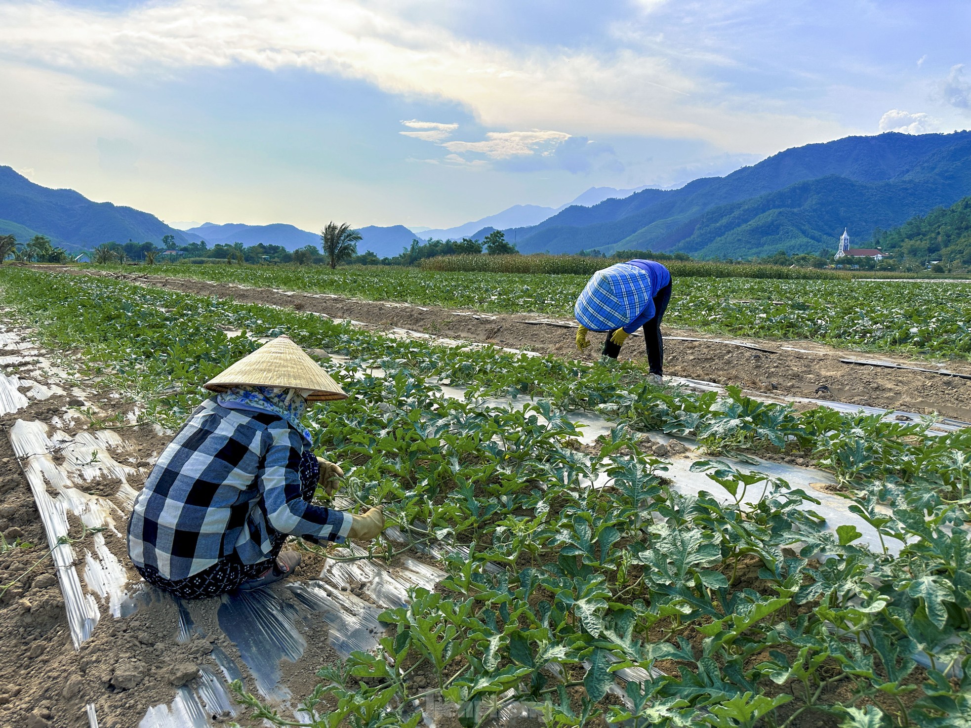 Dưa hấu được mùa rớt giá, nông dân Đà Nẵng đứng ngồi không yên - Ảnh 11