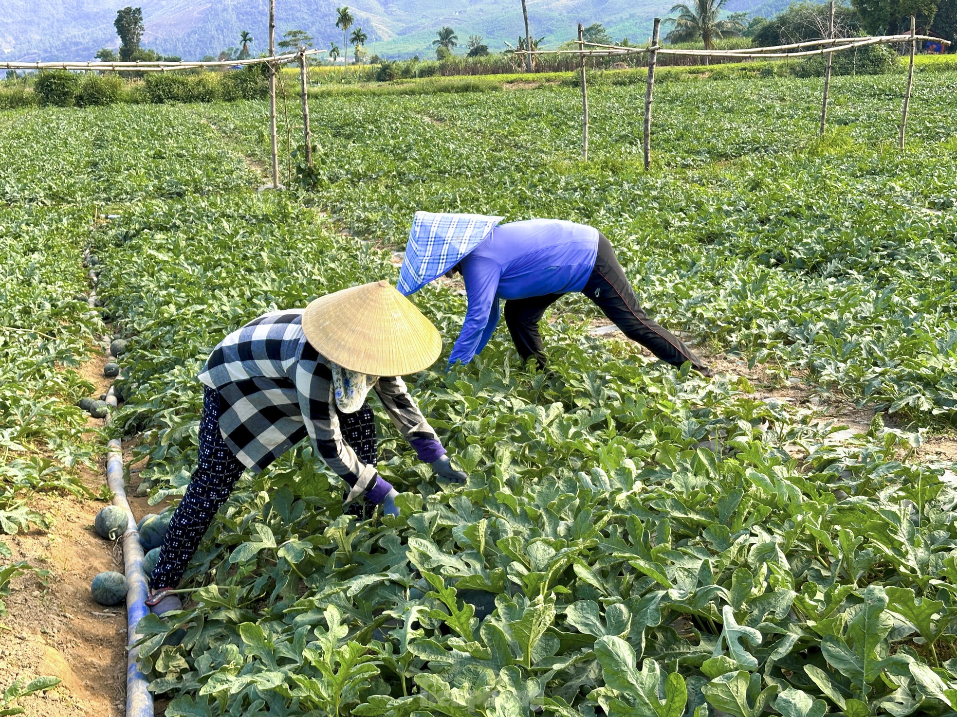 Dưa hấu được mùa rớt giá, nông dân Đà Nẵng đứng ngồi không yên - Ảnh 10