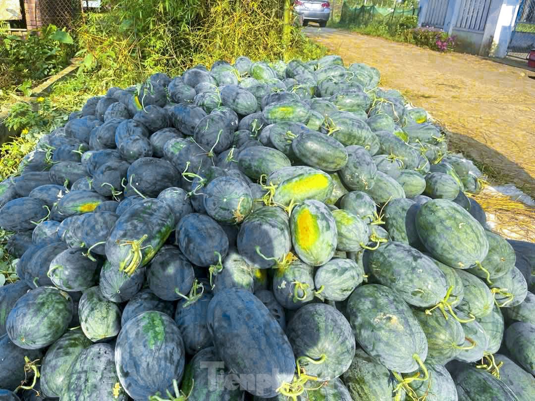 Dưa hấu được mùa rớt giá, nông dân Đà Nẵng đứng ngồi không yên - Ảnh 9