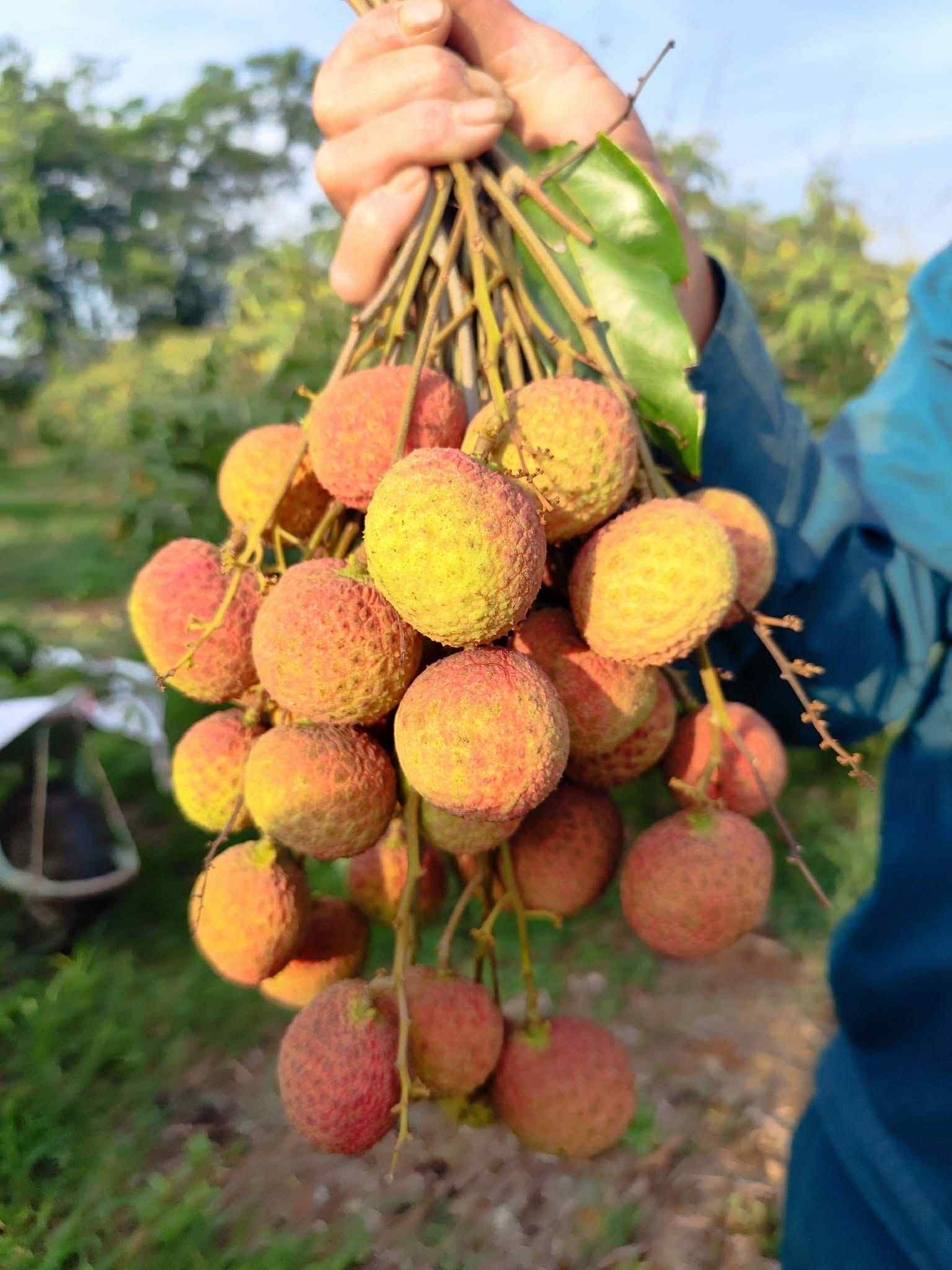 Vải Tây Nguyên đầu mùa giá cao đến khó tin - Ảnh 1