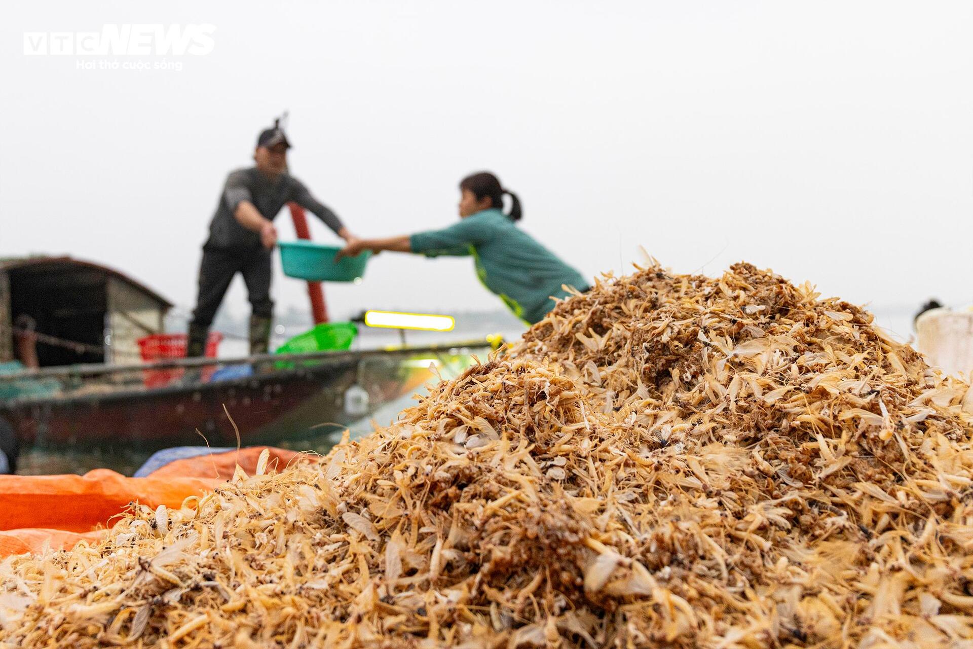 Giăng lưới săn loài 'lộc trời' sống chỉ vài giờ, giá đắt đỏ ở Hà Nội - Ảnh 10