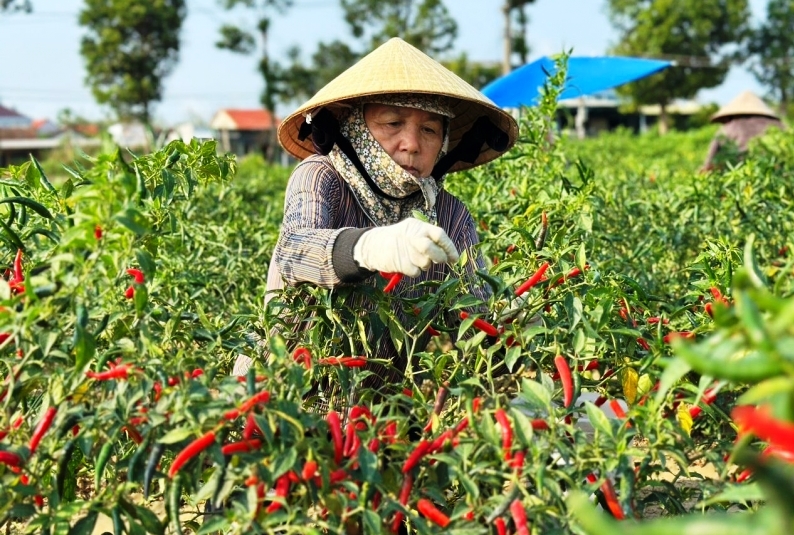 Thị trường Trung Quốc thu mua ớt ồ ạt, giá "nhảy múa" - Ảnh 2