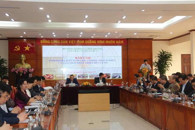 Vì sao giá lợn hơi tăng cao bất thường? - Ảnh 3