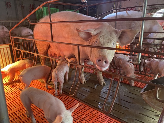 Vì sao giá lợn hơi tăng cao bất thường? - Ảnh 4