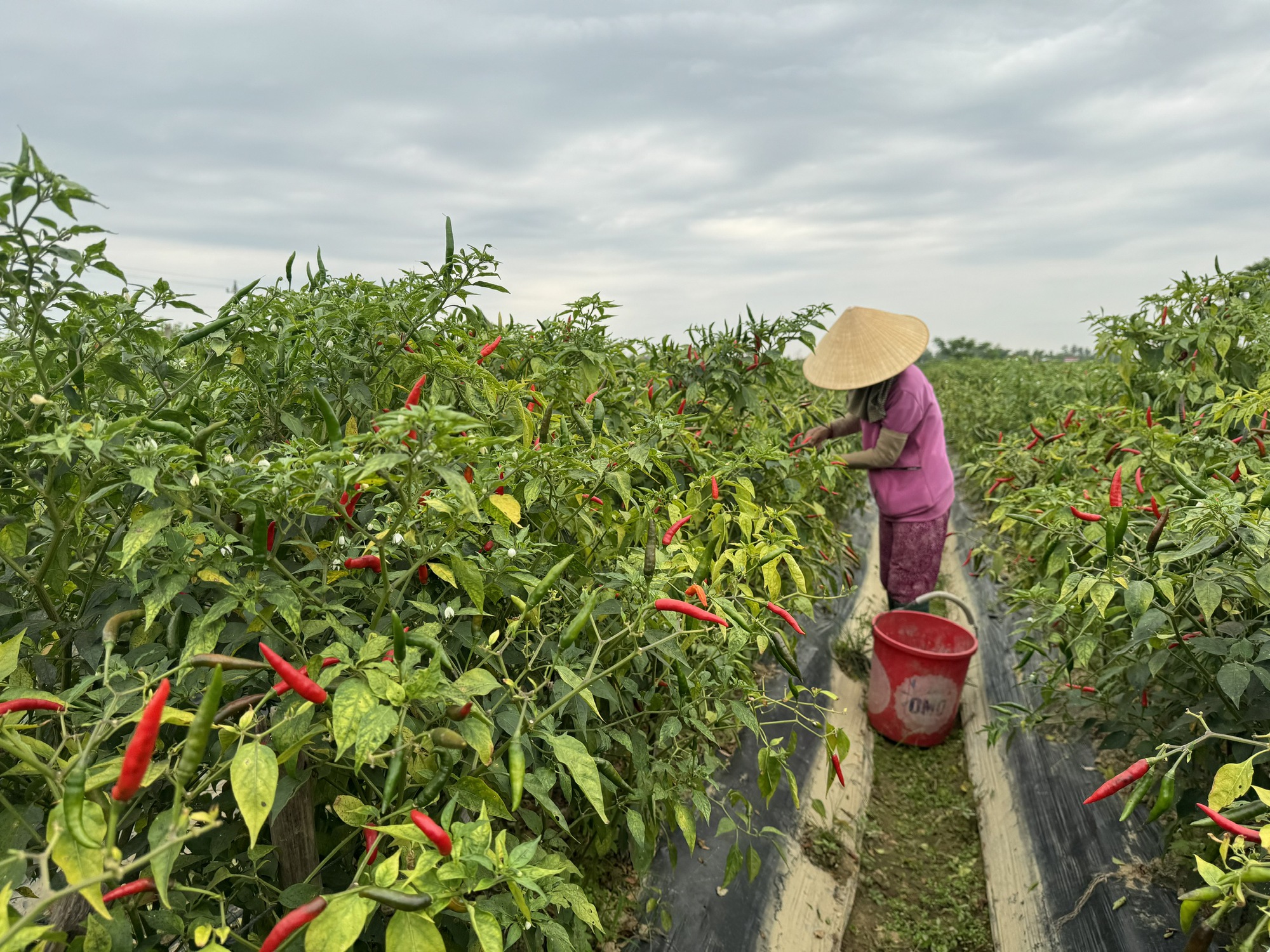 Thị trường Trung Quốc thu mua ớt ồ ạt, giá "nhảy múa" - Ảnh 1