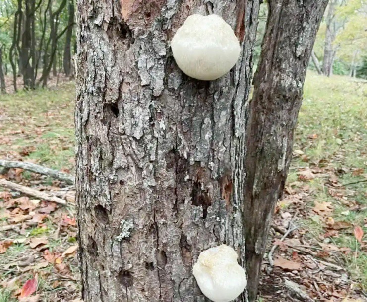 Vài triệu 1kg “thực phẩm của hoàng đế”, ở Việt Nam cũng nuôi trồng được - Ảnh 3