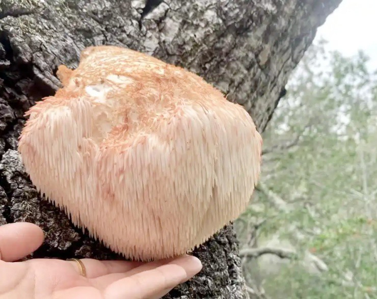 Vài triệu 1kg “thực phẩm của hoàng đế”, ở Việt Nam cũng nuôi trồng được - Ảnh 2