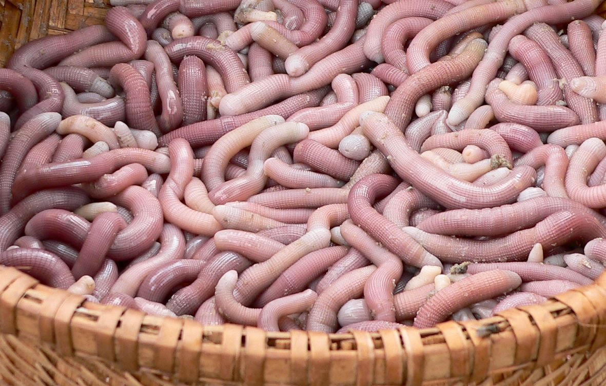 Loài giun biển từng nghĩ đến đã sợ nay lột xác thành 'mì chính của nhà giàu', giá lên đến 10 triệu đồng/kg - Ảnh 1