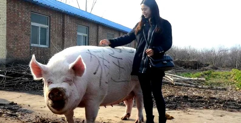 Chuyện lạ ở Trung Quốc: Nông dân nuôi lợn khổng lồ nặng 500kg, bằng một con gấu bắc cực để hy vọng lợi nhuận tăng - Ảnh 2