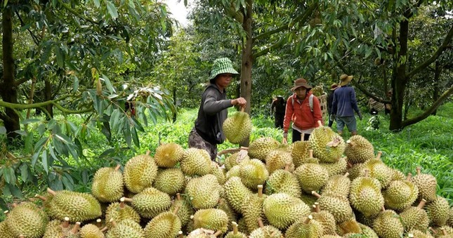 Cám cảnh sầu riêng: Chỉ khi 'sạch từ gốc' mới thực sự ngọt lâu - Ảnh 1