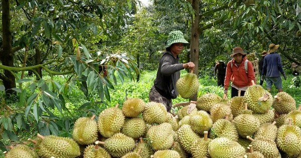 Cám cảnh sầu riêng: Chỉ khi 'sạch từ gốc' mới thực sự ngọt lâu