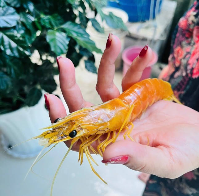 Nuôi tôm hơn 25 năm, phát hiện con tôm sú vàng như luộc - Ảnh 1