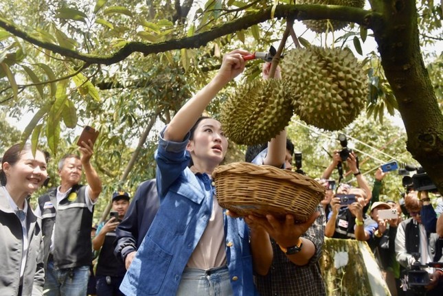 Sầu riêng Thái đi luồng xanh vào thẳng Trung Quốc, vì sao ‘vua trái cây’ Việt vẫn mãi loay hoay? - Ảnh 1