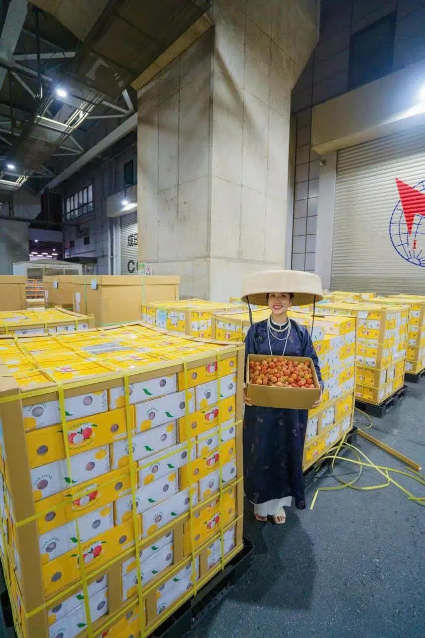 Lô vải thiều đầu tiên của năm 2025 đã được xuất khẩu qua Nhật Bản - Ảnh 1