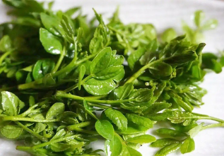 Cây xưa chỉ trồng lấy quả, nay ngắt lá đem bán cũng ra tiền - Ảnh 3