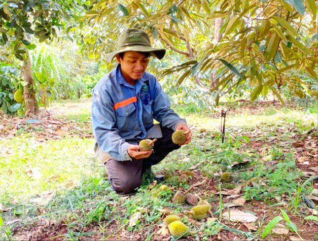 Sầu riêng non ở Gia Lai rụng hàng loạt - Ảnh 1