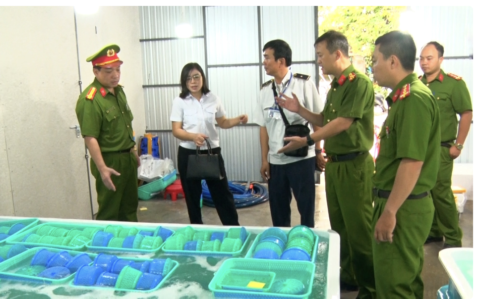 Khánh Hòa tiêu hủy gần 850.000 con tôm hùm - Ảnh 1