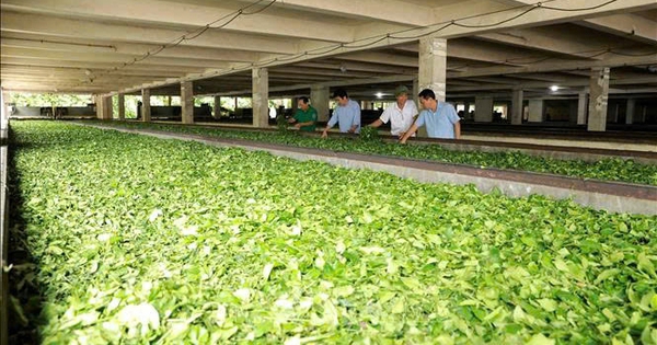 Mỹ săn nghìn tấn 'vàng xanh' của Việt Nam: thuế nhập khẩu 0%, Việt Nam là ông trùm đứng thứ 5 thế giới